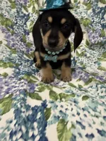 Zoey , a male Miniature Dachshund for sale in Merritt Island, FL – Photo 5 of 9