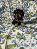 Zoey , a male Miniature Dachshund for sale in Merritt Island, FL – Photo 9 of 9