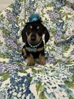 Zoey , a male Miniature Dachshund for sale in Merritt Island, FL – Photo 2 of 9
