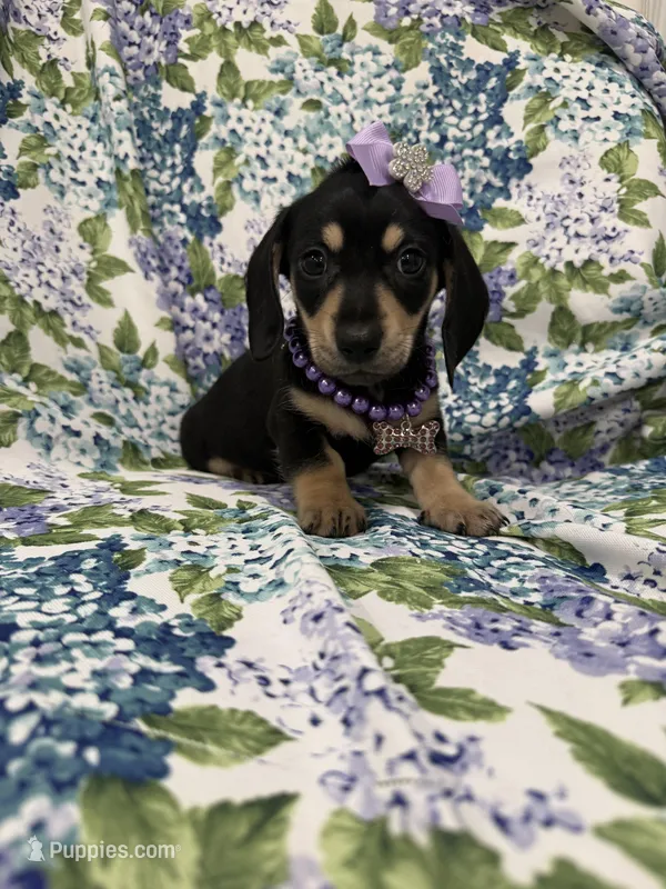 Zoey  – Miniature Dachshund puppy for sale in Merritt Island, FL