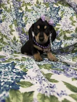 Zoey , a male Miniature Dachshund for sale in Merritt Island, FL – Photo 1 of 9