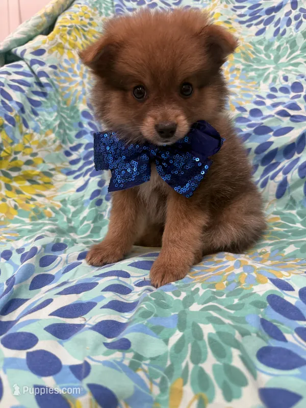 p – Pomeranian puppy for sale in Merritt Island, FL