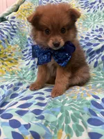 p, a male Pomeranian for sale in Merritt Island, FL – 1 of 9