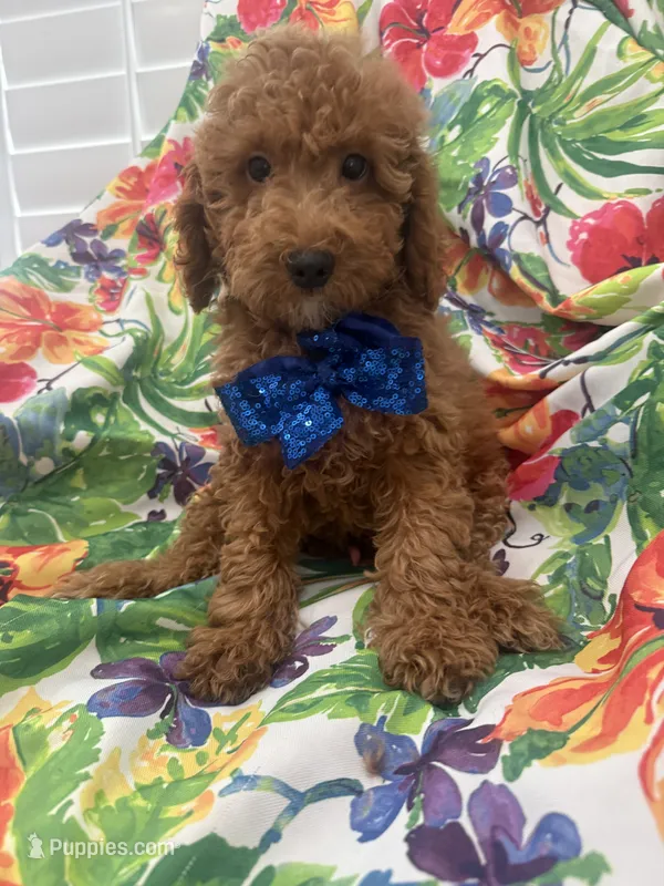 Simba  – Poodle - Miniature  puppy for sale in Merritt Island, FL
