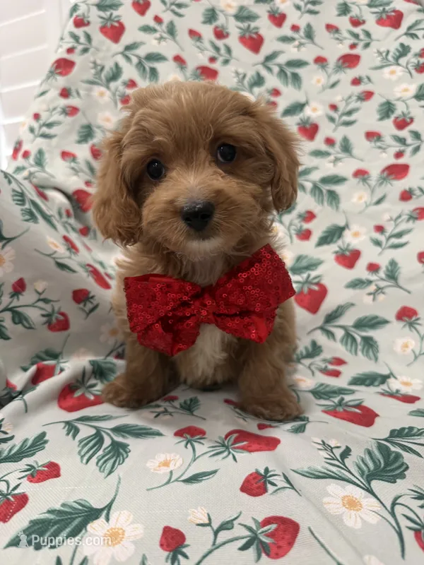 Cooper  – Poodle - Miniature , Cavachon puppy for sale in Merritt Island, FL
