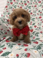 Cooper , a male Poodle - Miniature  and Cavachon for sale in Merritt Island, FL – 1 of 10