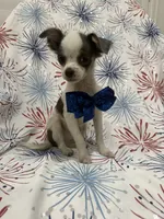 Taco , a male Chihuahua for sale in Merritt Island, FL – 8 of 10