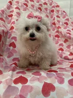 processed/29842ebf-eb62-4ff0-bb4e-a184498aef5b/listing/c787ca6f-8521-40ce-b2a4-87d30b644ff5/7251c8b0-9bb5-4f4e-8d98-c76937efbfdf