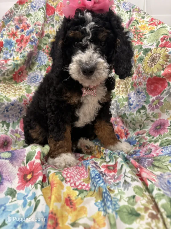 Haley  – Bernedoodle puppy for sale in Merritt Island, FL