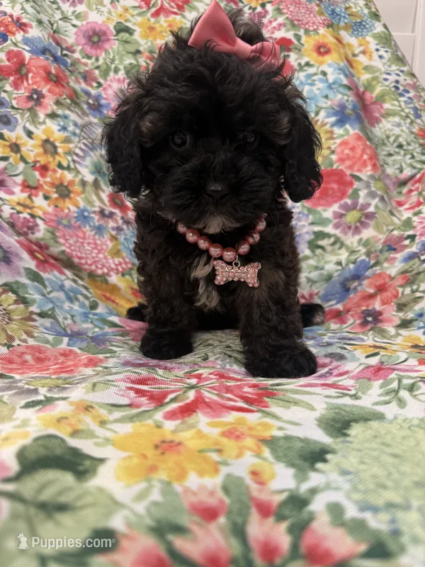 Zoey  – Shihpoo puppy for sale in Merritt Island, FL
