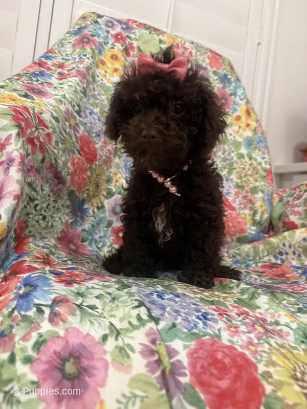 Zoey  – Poodle - Toy  puppy for sale in Merritt Island, FL