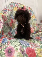Zoey , a female Poodle - Toy  for sale in Merritt Island, FL – 1 of 10