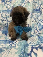 Gizmo , a male Shihpoo for sale in Merritt Island, FL – 4 of 6
