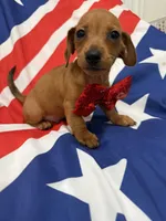Tater Tot , a male Miniature Dachshund for sale in Merritt Island, FL – 7 of 9