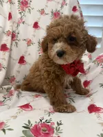 Jordan , a male Poodle - Miniature  for sale in Merritt Island, FL – Photo 5 of 10