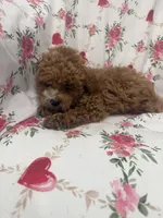 Jordan , a male Poodle - Miniature  for sale in Merritt Island, FL – Photo 9 of 10