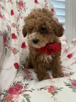 Jordan , a male Poodle - Miniature  for sale in Merritt Island, FL – Photo 1 of 10