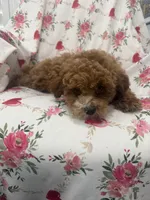 Jordan , a male Poodle - Miniature  for sale in Merritt Island, FL – Photo 10 of 10