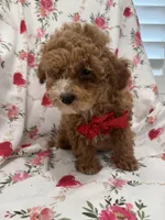 Jordan , a male Poodle - Miniature  for sale in Merritt Island, FL – Photo 4 of 10