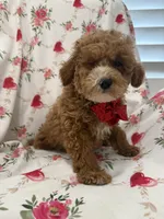 Jordan , a male Poodle - Miniature  for sale in Merritt Island, FL – Photo 6 of 10