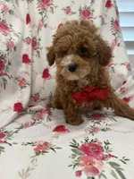Jordan , a male Poodle - Miniature  for sale in Merritt Island, FL – Photo 7 of 10
