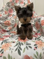 Snickers , a male Yorkshire Terrier for sale in Merritt Island, FL – 8 of 9