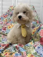 Remi , a male Maltipoo for sale in Merritt Island, FL – 5 of 7
