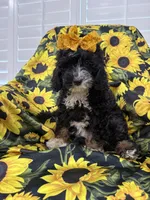 Violet , a female Miniature Bernedoodle for sale in Merritt Island, FL – 3 of 8