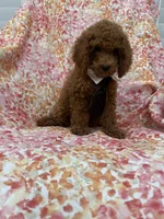 Riley , a male Poodle - Miniature  for sale in Merritt Island, FL – 5 of 10