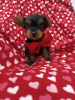 Milo , a male Yorkshire Terrier for sale in Merritt Island, FL – 4 of 6