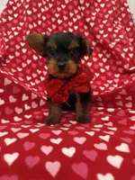 Milo , a male Yorkshire Terrier for sale in Merritt Island, FL – 6 of 6