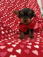 Milo , a male Yorkshire Terrier for sale in Merritt Island, FL – 5 of 6