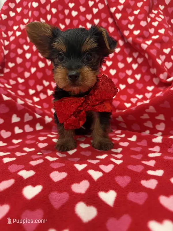 Milo  – Yorkshire Terrier puppy for sale in Merritt Island, FL