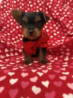 Milo , a male Yorkshire Terrier for sale in Merritt Island, FL – 1 of 6