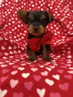 Milo , a male Yorkshire Terrier for sale in Merritt Island, FL – 3 of 6