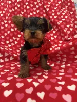 Milo , a male Yorkshire Terrier for sale in Merritt Island, FL – 2 of 6