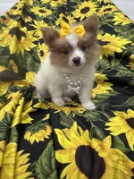 Paige , a female Pomeranian for sale in Merritt Island, FL – 4 of 10