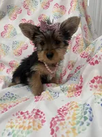 Bella , a female Yorkshire Terrier for sale in Merritt Island, FL – Photo 8 of 9