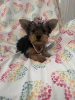 Bella , a female Yorkshire Terrier for sale in Merritt Island, FL – Photo 2 of 9