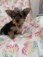 Bella , a female Yorkshire Terrier for sale in Merritt Island, FL – Photo 9 of 9