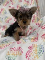 Bella , a female Yorkshire Terrier for sale in Merritt Island, FL – Photo 6 of 9