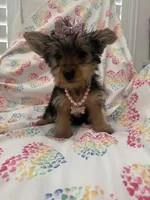Bella , a female Yorkshire Terrier for sale in Merritt Island, FL – Photo 1 of 9