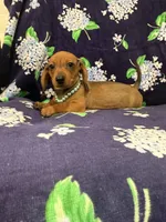 Izzy , a female Miniature Dachshund for sale in Merritt Island, FL – 1 of 9
