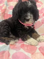 Bella , a female Bernedoodle for sale in Merritt Island, FL – 9 of 10