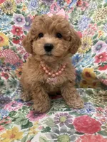 Bella , a female Maltipoo for sale in Merritt Island, FL – 2 of 7