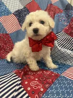 Hunter , a male Bichon Frise for sale in Merritt Island, FL – Photo 4 of 10