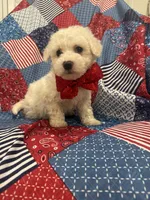 Hunter , a male Bichon Frise for sale in Merritt Island, FL – Photo 8 of 10