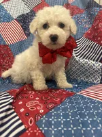 Hunter , a male Bichon Frise for sale in Merritt Island, FL – Photo 5 of 10