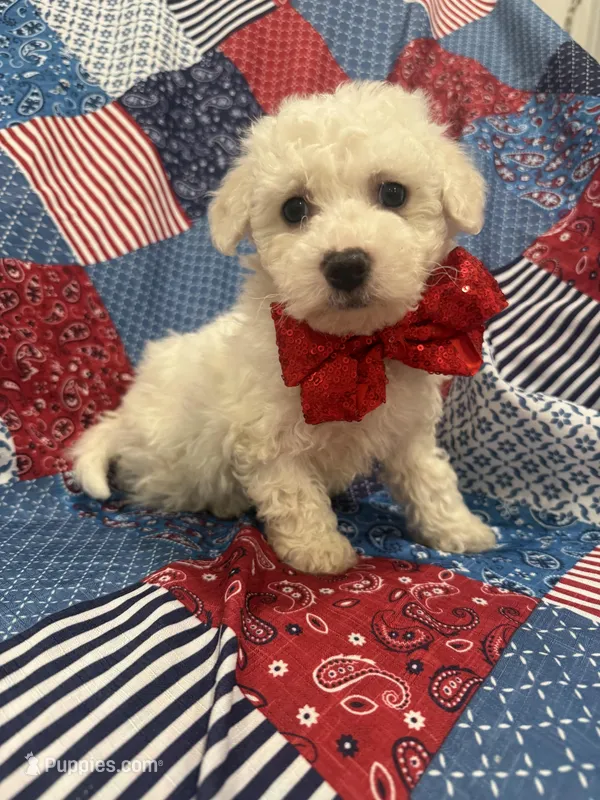 Hunter  – Bichon Frise puppy for sale in Merritt Island, FL