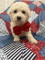Hunter , a male Bichon Frise for sale in Merritt Island, FL – Photo 2 of 10